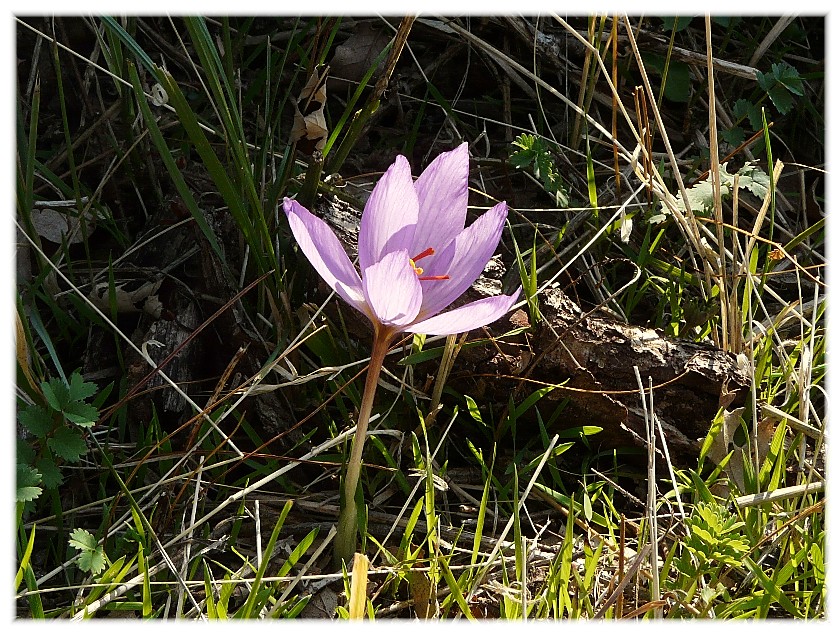 Crocus longiflorus